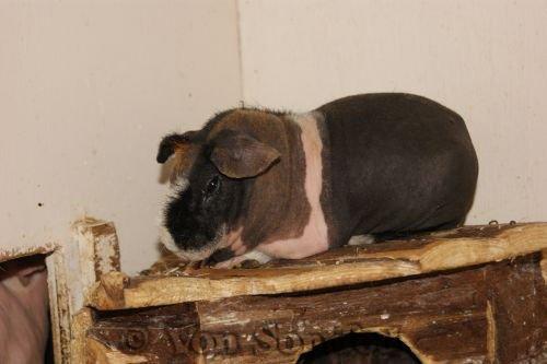 Marsvin Sucker for A Superstar von Sortfod billede 5