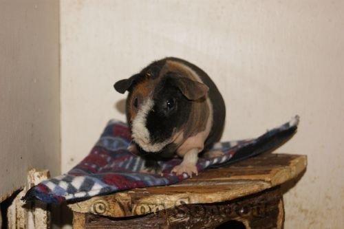 Marsvin Sucker for A Superstar von Sortfod billede 6