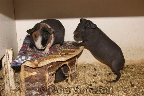 Marsvin Sucker for A Superstar von Sortfod billede 7