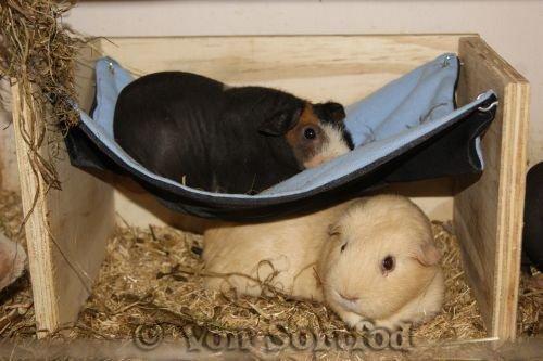 Marsvin Sucker for A Superstar von Sortfod billede 8