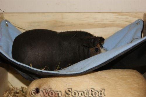 Marsvin Sucker for A Superstar von Sortfod billede 9