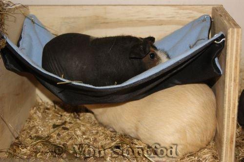 Marsvin Sucker for A Superstar von Sortfod billede 10