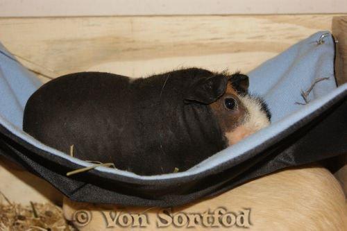 Marsvin Sucker for A Superstar von Sortfod billede 1