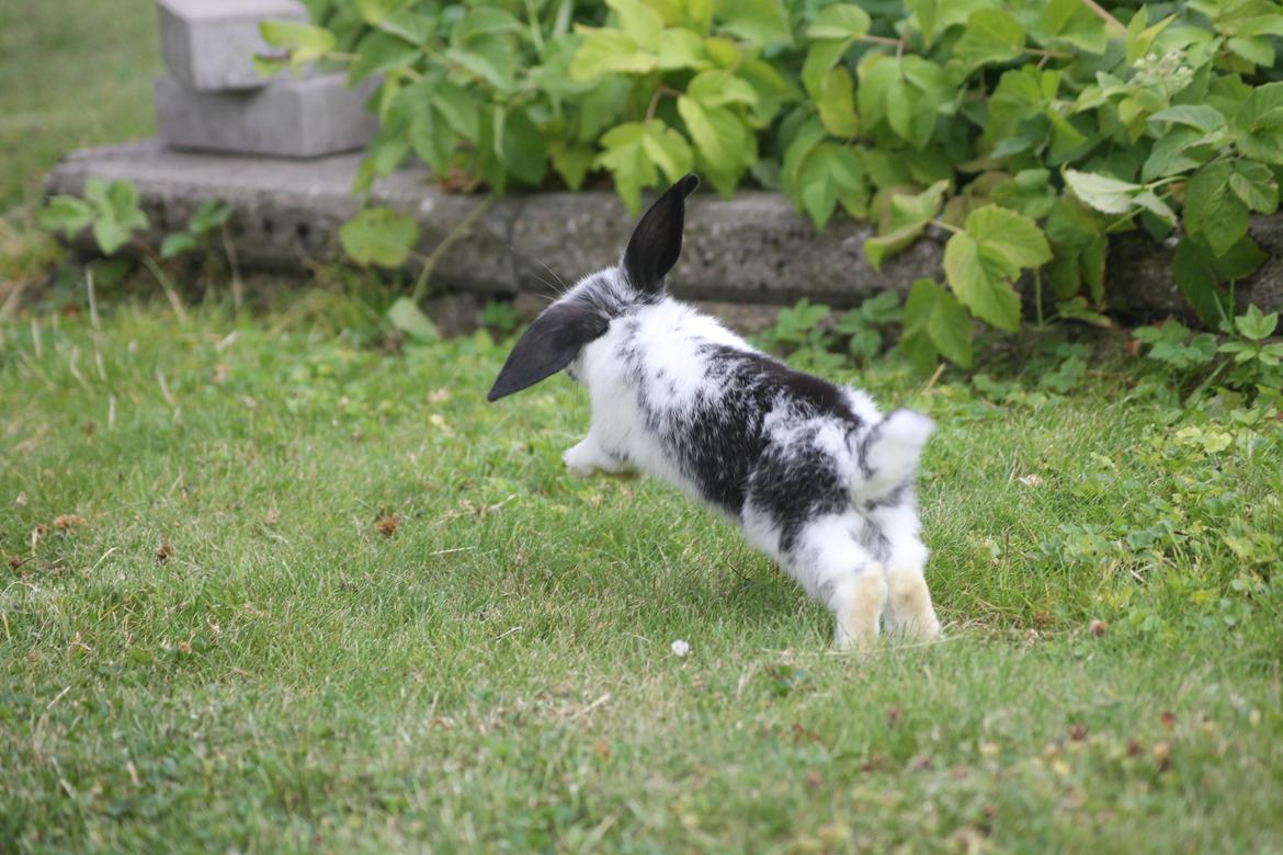 Kanin Wraae's Super Flyer billede 1