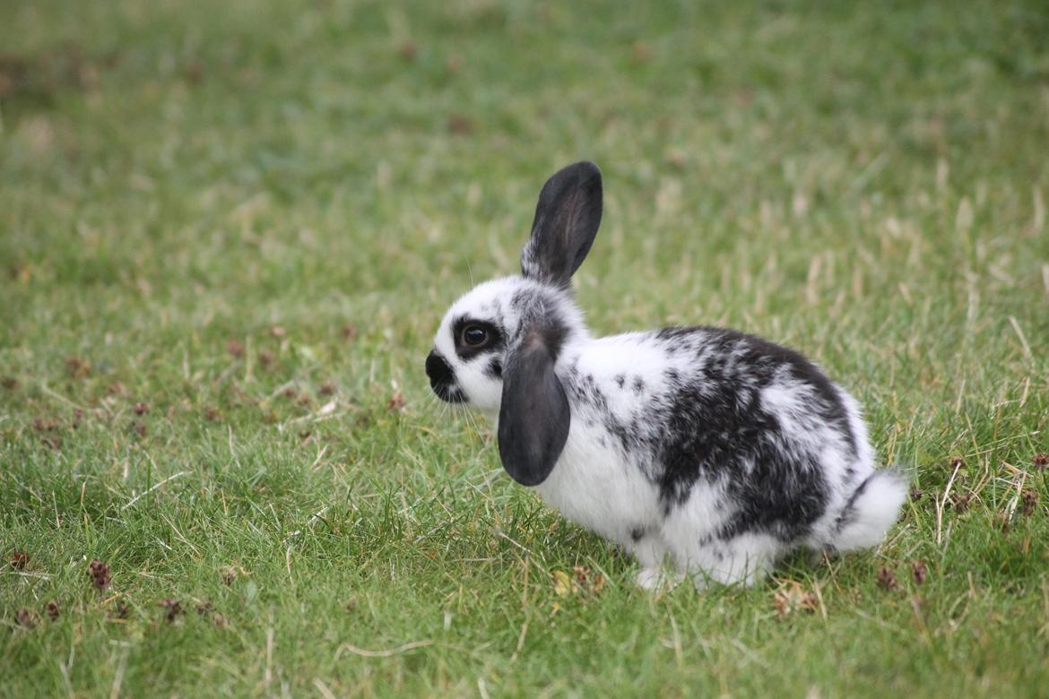 Kanin Wraae's Super Flyer billede 2