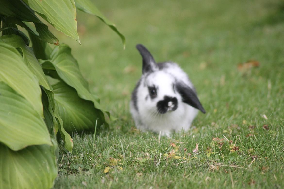 Kanin Wraae's Super Flyer billede 3