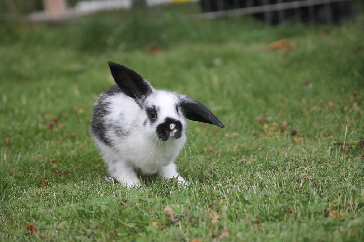 Kanin Wraae's Super Flyer billede 4