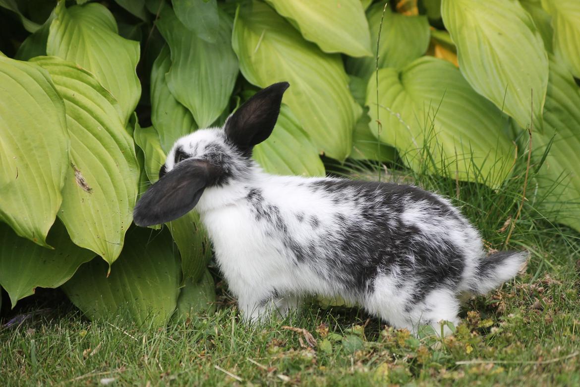 Kanin Wraae's Super Flyer billede 5