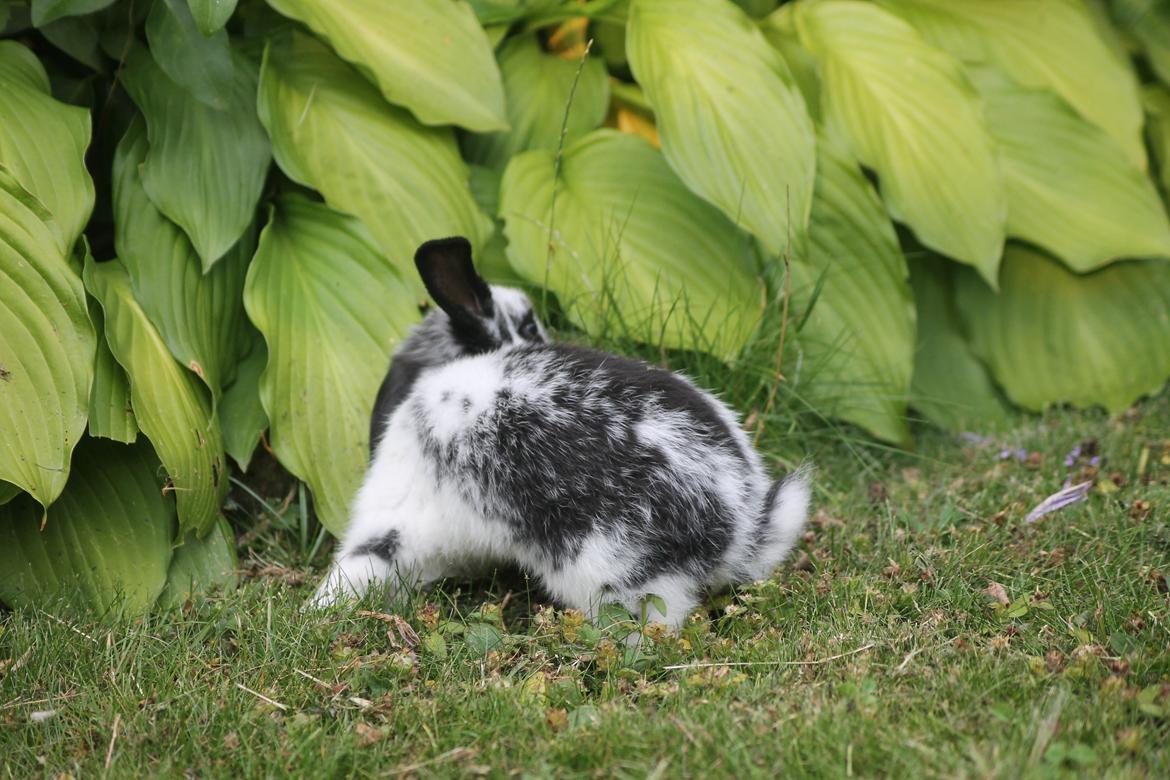 Kanin Wraae's Super Flyer billede 6