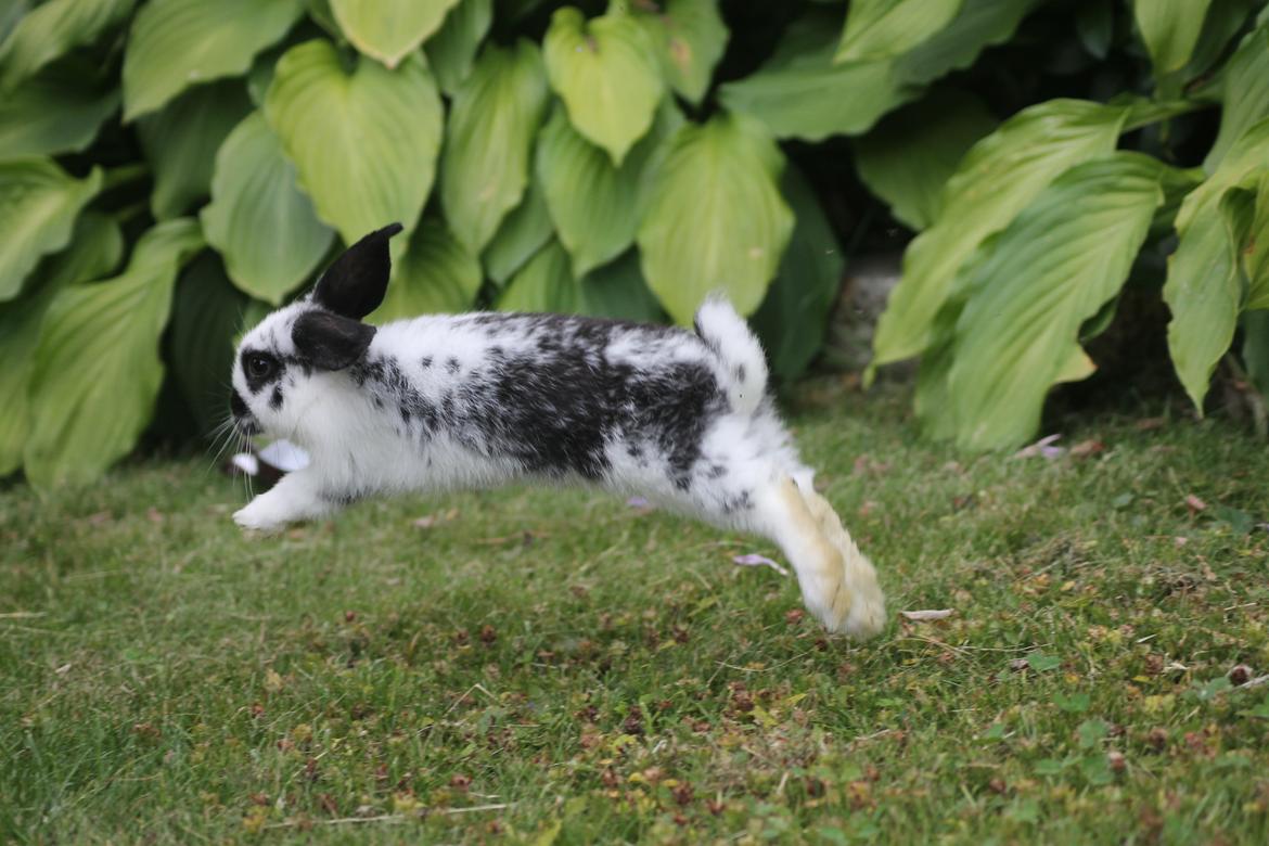 Kanin Wraae's Super Flyer billede 7