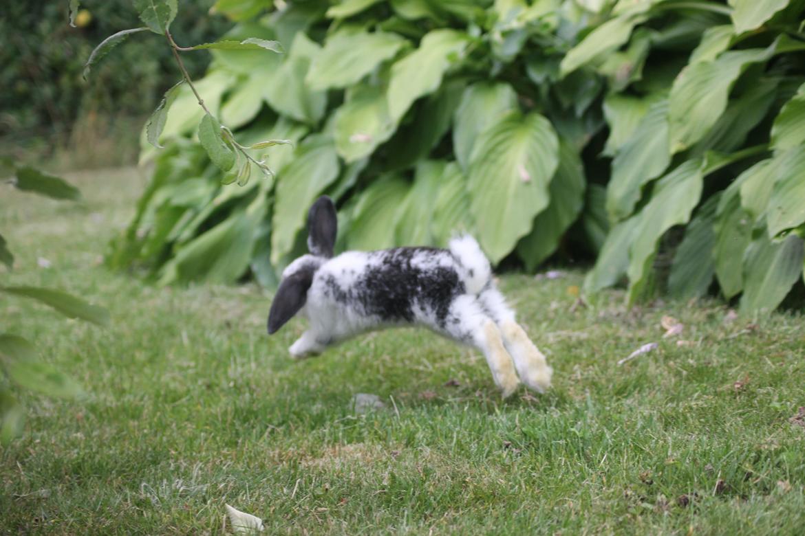 Kanin Wraae's Super Flyer billede 8