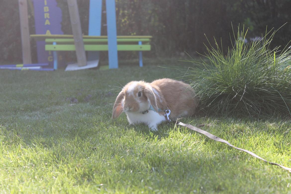 Kanin Sofiagårdens Mystery Summer billede 2