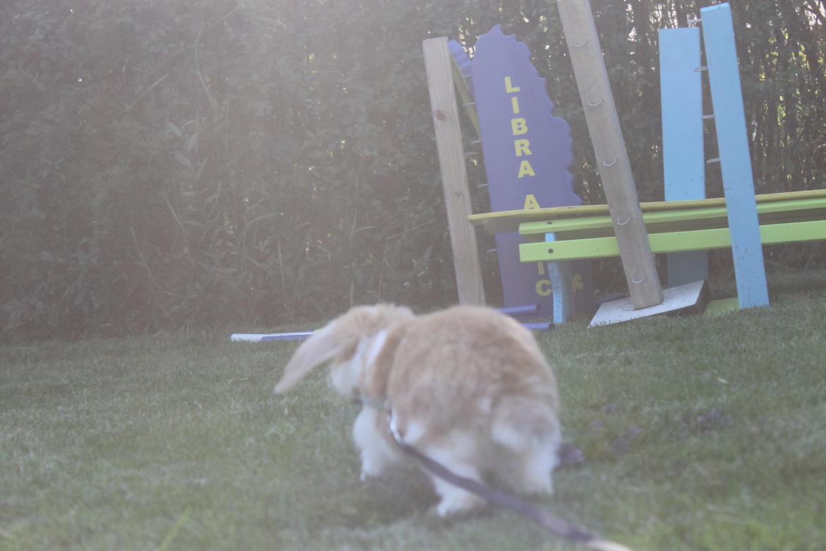 Kanin Sofiagårdens Mystery Summer billede 3