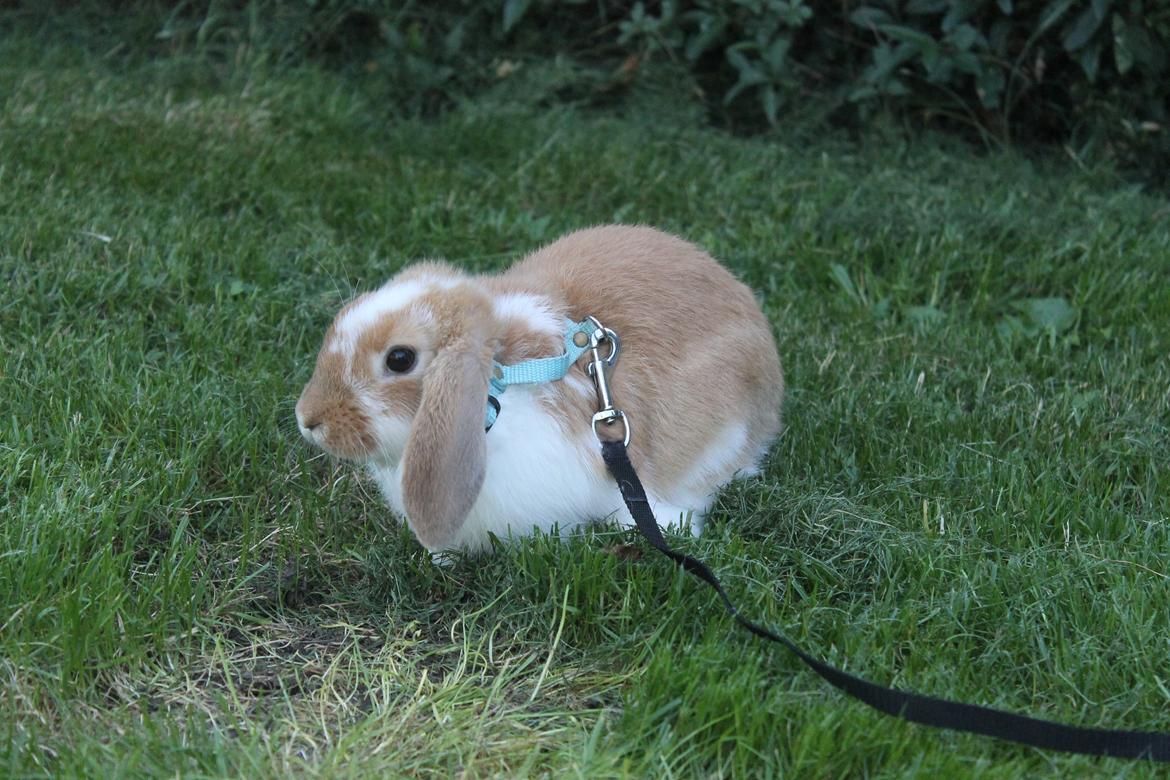 Kanin Sofiagårdens Mystery Summer billede 4