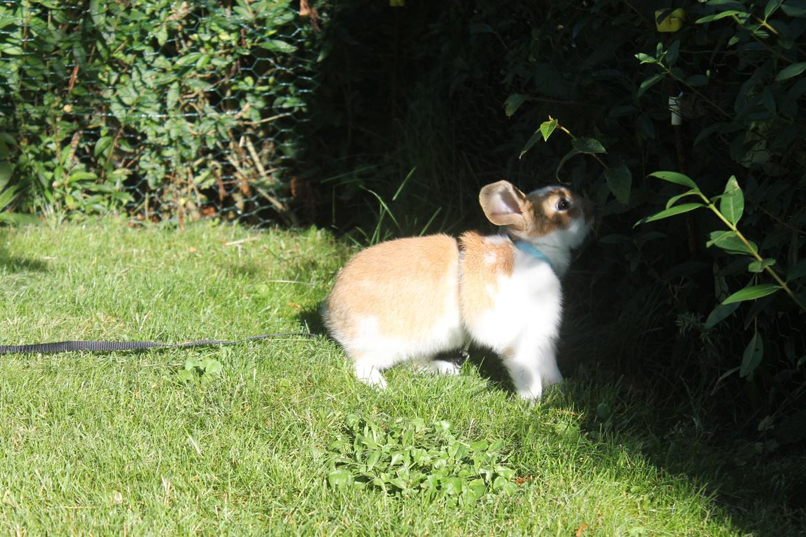 Kanin Sofiagårdens Mystery Summer billede 7