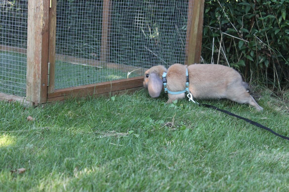 Kanin Sofiagårdens Mystery Summer billede 8