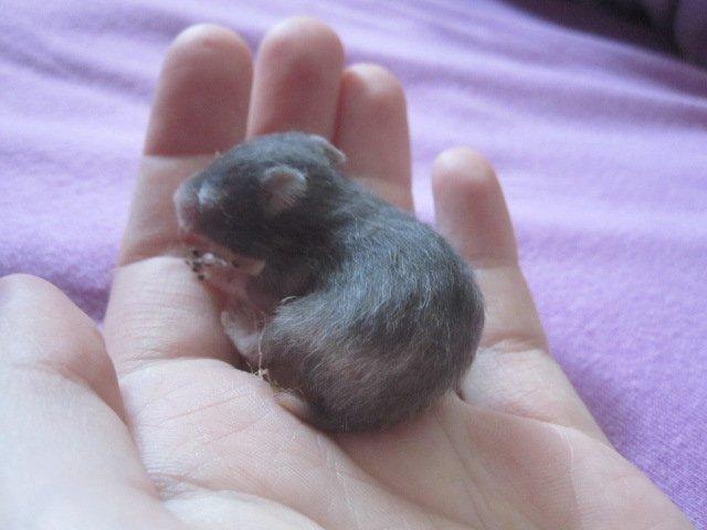 Hamster Simses Zink billede 1