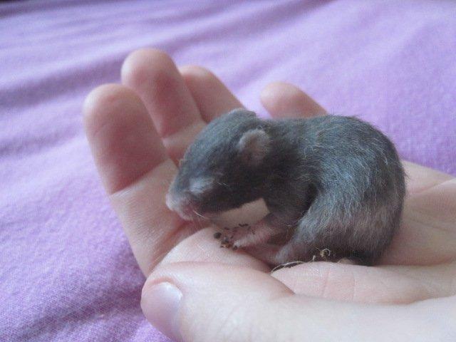 Hamster Simses Zink billede 2