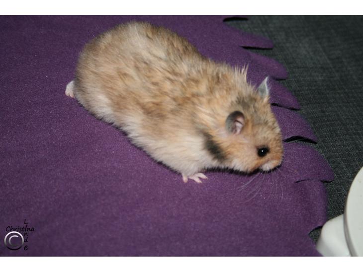 Hamster Lindes Galathea - Galathea 5 uger gammel billede 1