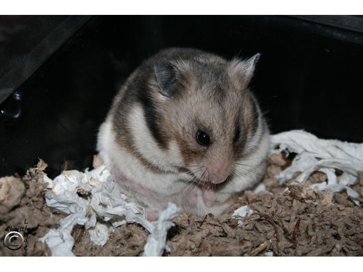 Hamster Hamsterhuette's Zita billede 1