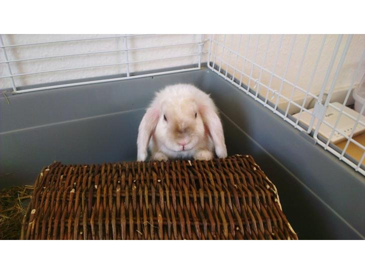 {{currentPhoto.altText}} billede {{currentPhoto.number}}