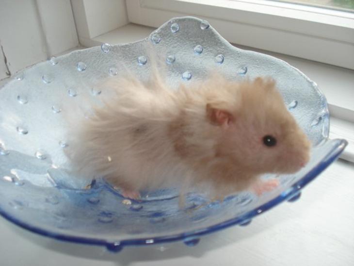 Hamster Tusse´s Houston billede 1