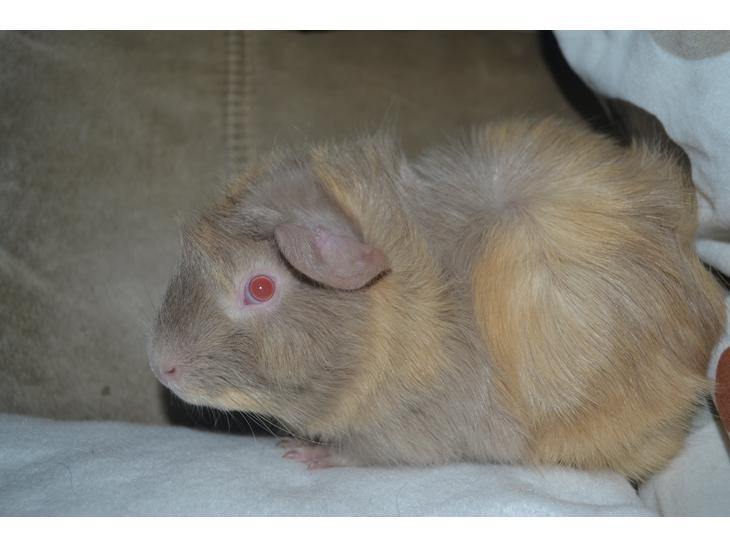 Marsvin Pumba billede 1