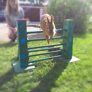 Kanin Nugga (gøjsen)