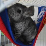 Chinchilla Akila