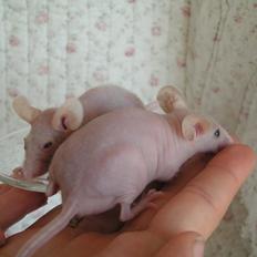 Mus Sniffermus's Fuzzy