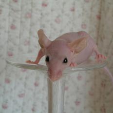 Mus Sniffermus's Fuzzy