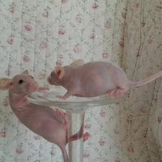 Mus Sniffermus's Fuzzy