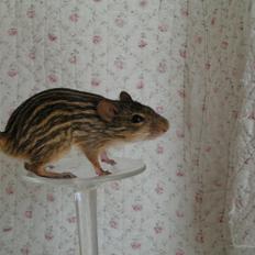 Zebramus Sniffermus's Zera