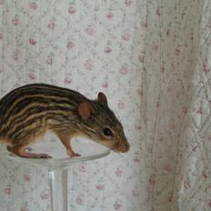 Zebramus Sniffermus's Zera