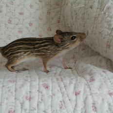 Zebramus Sniffermus's Zera