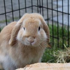 Kanin Kayser's Dreamlover - Mino