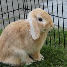 Kanin Kayser's Dreamlover - Mino