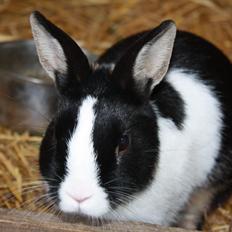 Kanin Errebos Mango [Min lillesøsters]