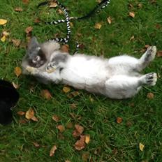 Kanin Gl. Mosegaards Gine 