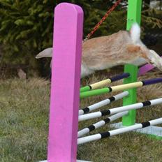 Kanin Askelunds Aius Cupido