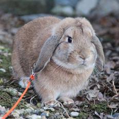 Kanin Askelunds Aius Cupido