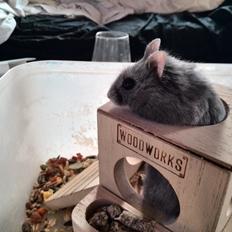 Dværghamster Blue Boy