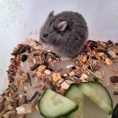 Dværghamster Blue Boy