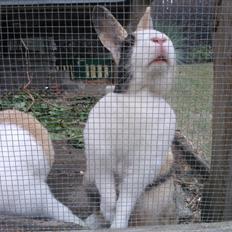 Kanin Zoey (Hollænder)