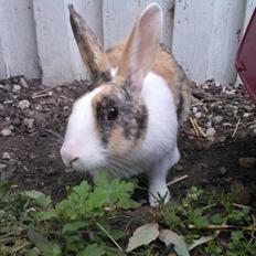 Kanin Zoey (Hollænder)