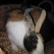 Kanin Zoey (Hollænder)
