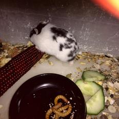 Dværghamster Precious