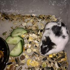 Dværghamster Precious