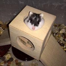 Dværghamster Precious