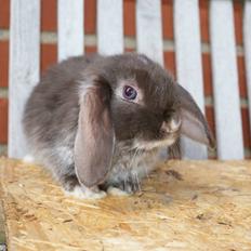 Kanin Stald-gulerodsgnasks Mace